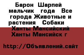 Барон (Шарпей), мальчик 3 года - Все города Животные и растения » Собаки   . Ханты-Мансийский,Ханты-Мансийск г.